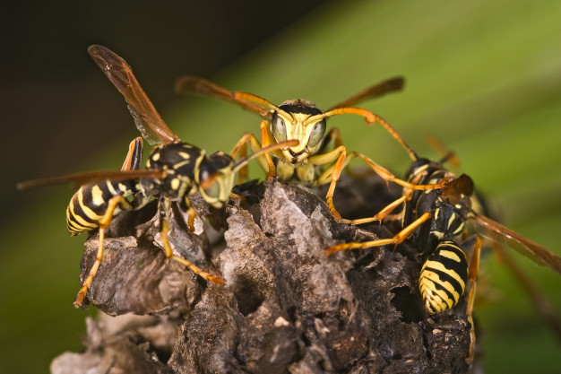 wasp control services Melbourne, Wasp pest control Melbourne, wasp nest removal Melbourne & wasp treatment Melbourne