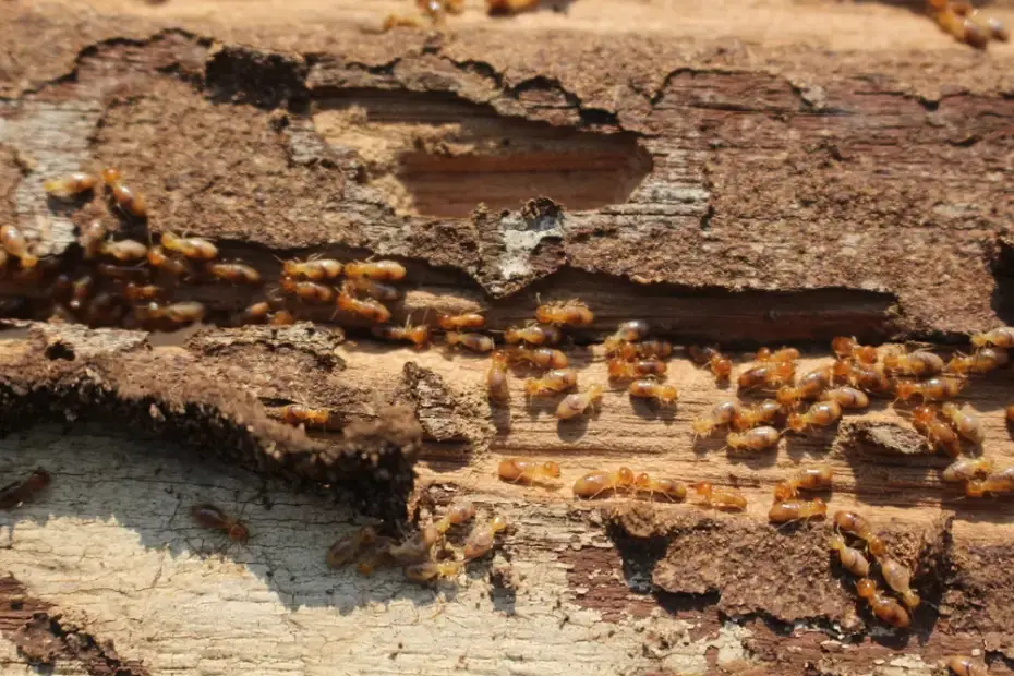 Termite Treatment