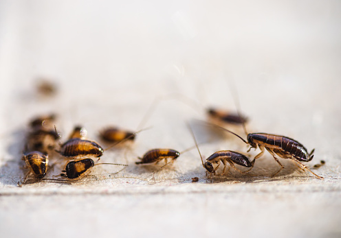 german cockroaches