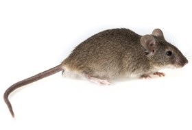 House Mouse