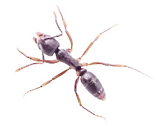 ant-with-white-foot