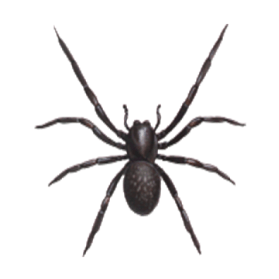 Black_House-Spider-sm