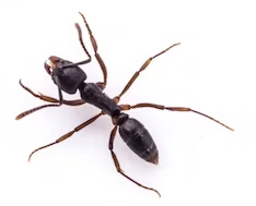 bull ant