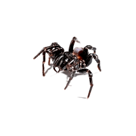 funnel-web spider