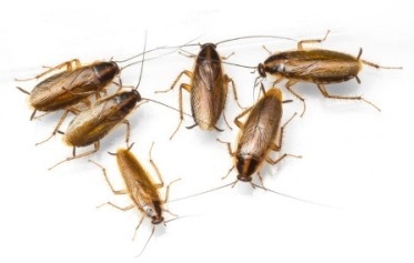 german cockroaches