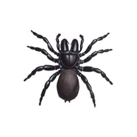 Mouse_Spider_Female-sm