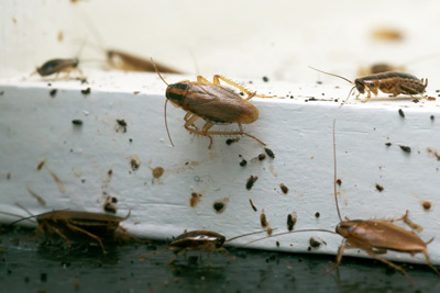 German Cockroaches