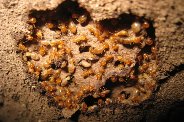 Termite Inspection, treatment & Control Melbourne