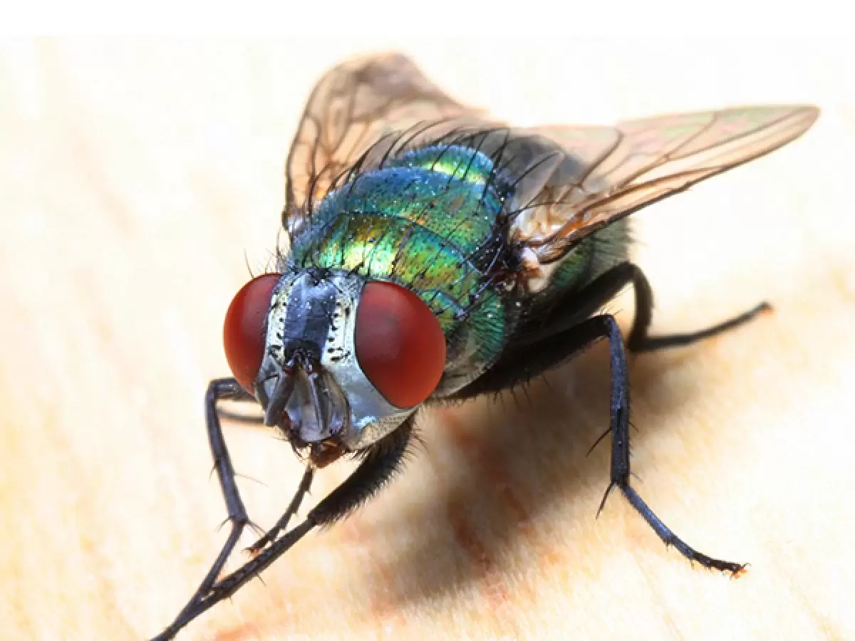 Types Of Flies In Melbourne