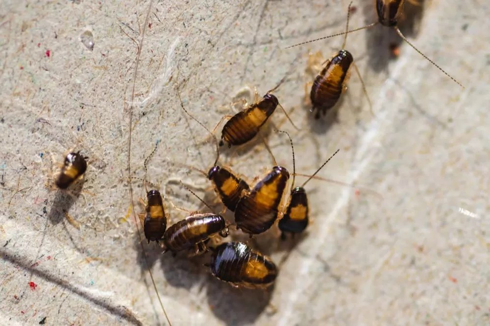 Juvenile German Cockroaches