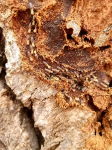 Crunching Underfoot (Hollow Wood)