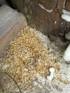 Termites Discarded Wings