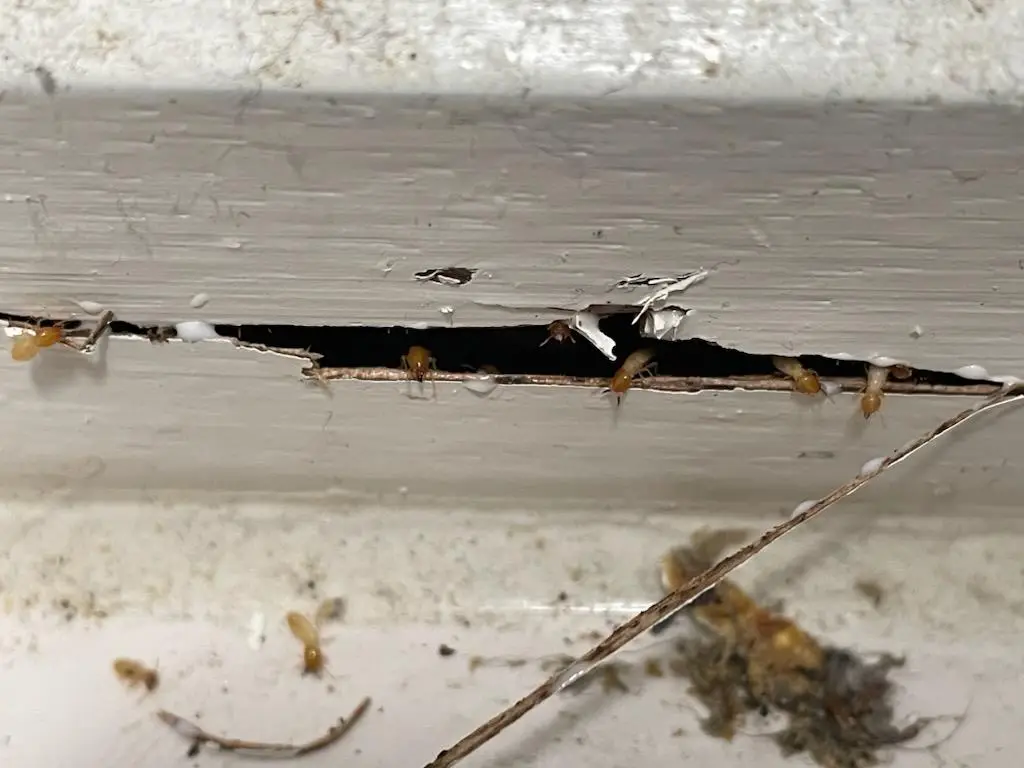 termite inspection and control Melbourne