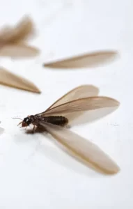 termites Flying Insects