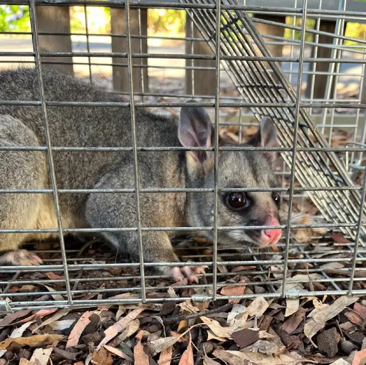 possum catchers melbourne