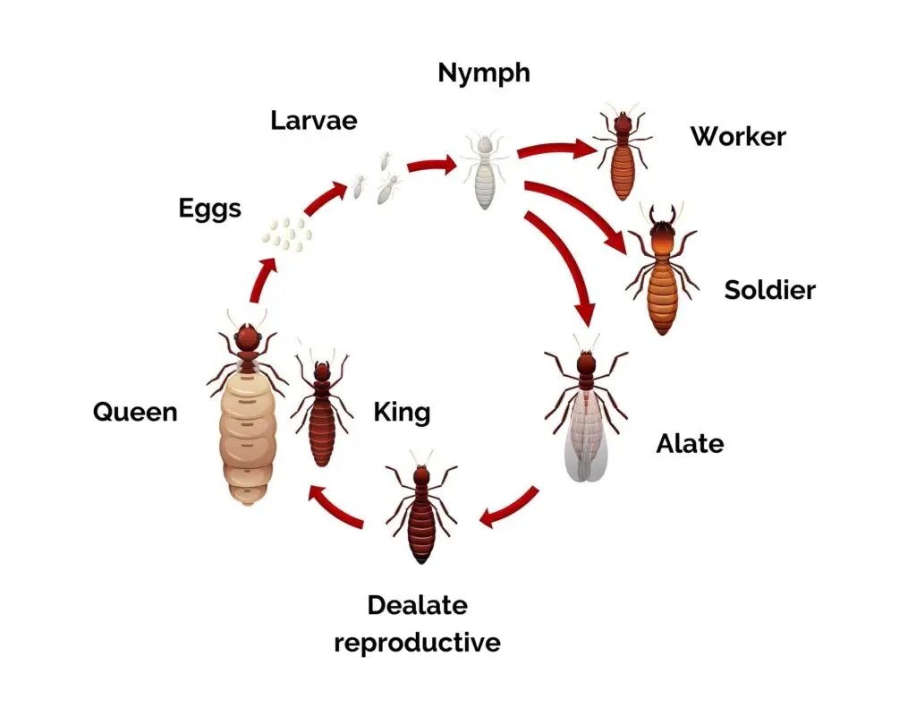 Lifecycle of Termites