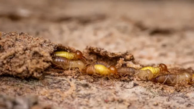 Understanding Termite Activity During Winter Months