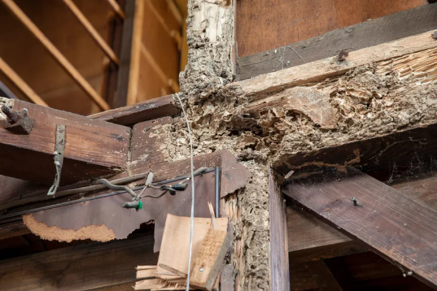 Signs of Termite Infestation