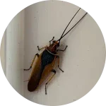 Cockroach control vic melbourne