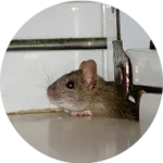 Rodent treatment victoria melbourne