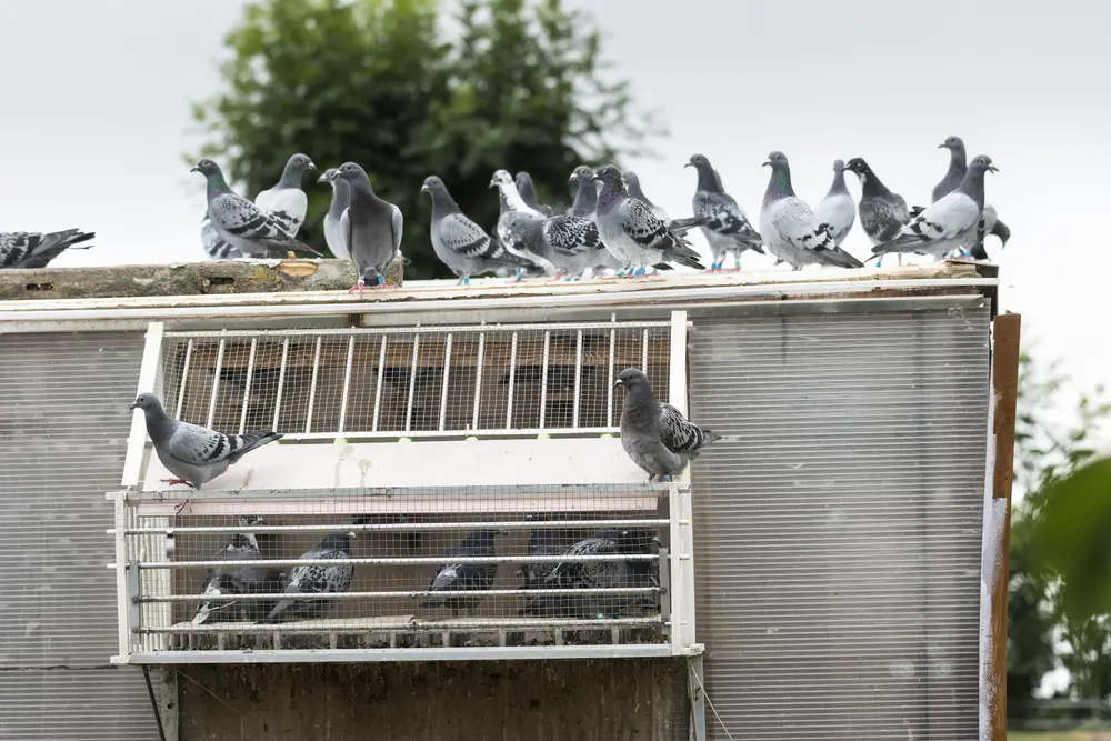 How To Get Rid of Pigeons